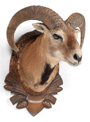 Lot 144 - Taxidermy: European Mouflon (Ovis aries musimon), circa late 20th century, adult male neck...