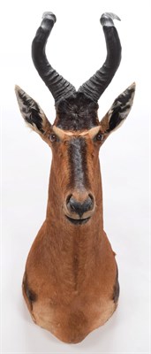 Lot 146 - Taxidermy: Cape Red Hartebeest (Alcelaphus caama), modern, by Wild Africa Taxidermy, Port...
