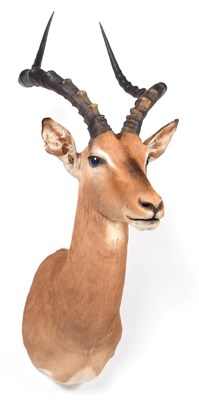 Lot 148 - Taxidermy: Common Impala (Aepyceros melampus), modern, a high quality adult male shoulder mount...