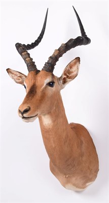 Lot 148 - Taxidermy: Common Impala (Aepyceros melampus), modern, a high quality adult male shoulder mount...