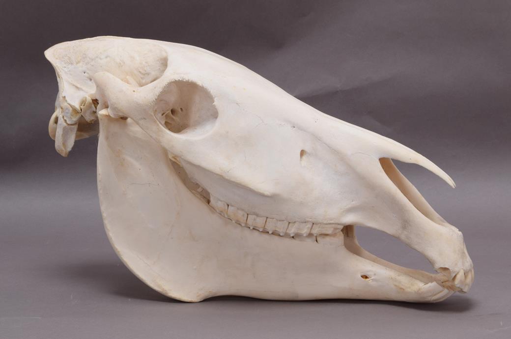 Lot 149 - Skulls/Anatomy: Burchell's Zebra Skull (Equus quagga), modern, complete bleached skull, 57cm by...