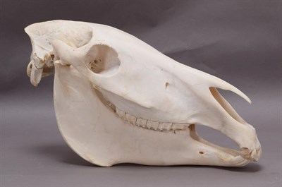 Lot 149 - Skulls/Anatomy: Burchell's Zebra Skull (Equus quagga), modern, complete bleached skull, 57cm by...