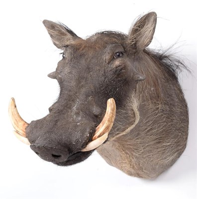 Lot 151 - Taxidermy: Common Warthog (Phacochoerus africanus), modern, South Africa, a high quality adult...