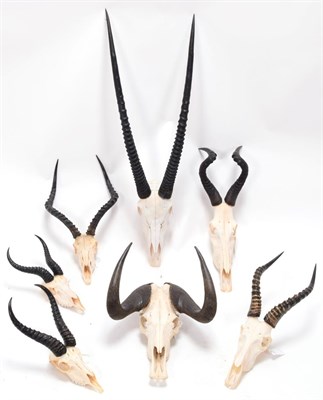 Lot 152 - Horns/Skulls: A Selection of African Game Trophy Skulls, modern, a varied selection of African...