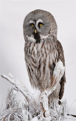Lot 154 - Taxidermy: A Large Cased Great Grey Owl (Strix nebulosa), modern, by Douglas Coates Taxidermy,...