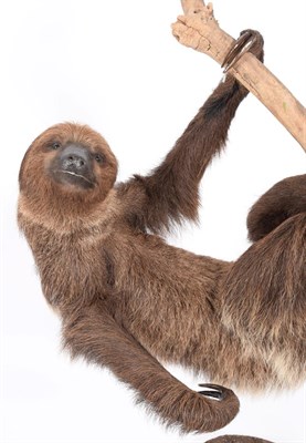 Lot 156 - Taxidermy: Hoffmann's Two-toed Sloth (Choloepus hoffmanni), modern, a superb quality full mount...