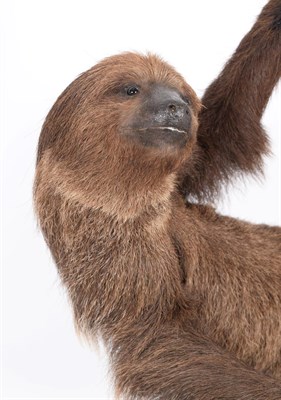 Lot 156 - Taxidermy: Hoffmann's Two-toed Sloth (Choloepus hoffmanni), modern, a superb quality full mount...