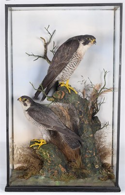 Lot 158 - Taxidermy: A Pair of Early 20th Century Cased Peregrine Falcons (Falco peregrinus), circa 1900,...