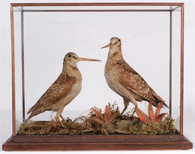 Lot 159 - Taxidermy: A Late Victorian Cased Pair of Woodcock (Scolopax), circa 1870, a pair of full mount...