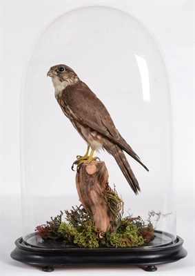 Lot 160 - Taxidermy: A Late Victorian Merlin (Falco columbarius), circa 1880-1900, a full mount adult perched