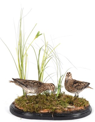 Lot 161 - Taxidermy: A Pair of Common Snipe (Gallinago gallinago), modern, a pair of adult full mounts,...