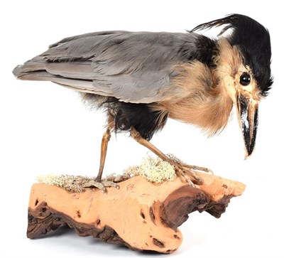 Lot 163 - Taxidermy: A Boat-Billed Heron (Cochlearius cochlearius), circa 2002, captive bred, by Peter...