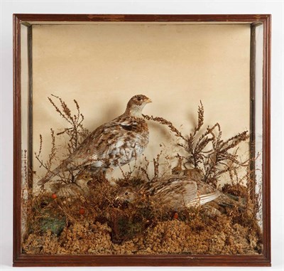 Lot 164 - Taxidermy: A Victorian Cased Family of Ruffed Grouse (Bonasa umbellus), circa 1845-1856, by...