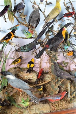 Lot 165 - Taxidermy: A Superb Victorian Diorama of Tropical Birds on Chest, circa 1870-1900, a superb...