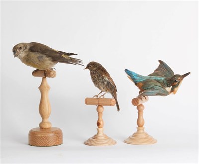 Lot 166 - Taxidermy: Three Mounted Birds, circa mid-late 20th century, comprising - a female Scottish...