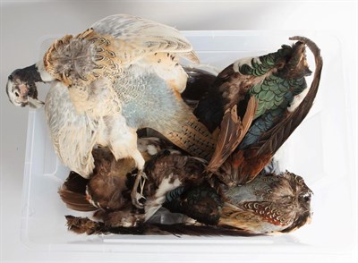 Lot 167 - Taxidermy: A Quantity of Preserved Pheasant Capes & Feathers, a small quantity of preserved...