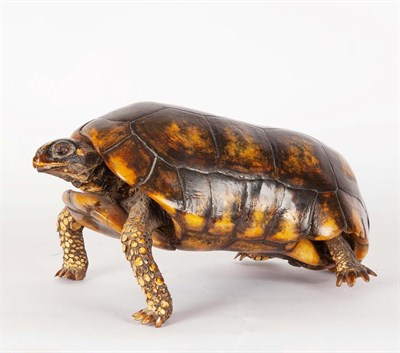 Lot 168 - Taxidermy: A Late Victorian Yellow-footed Tortoise (Chelonoidis denticulatus), a full mount...