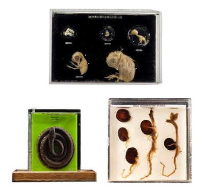 Lot 169 - Natural History: Wet Specimens, three professionally cased examples of a Chicken embryo life cycle