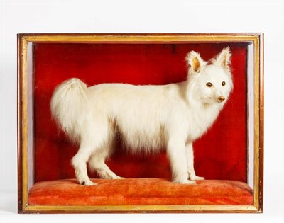 Lot 170 - Taxidermy: A Late Victorian Cased Japanese Spitz Dog (Canis lupus familiaris), a cased full...