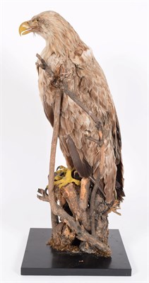 Lot 172 - Taxidermy: A Late Victorian White-Tailed Sea Eagle (Haliaeetus albicilla), a large full mount...