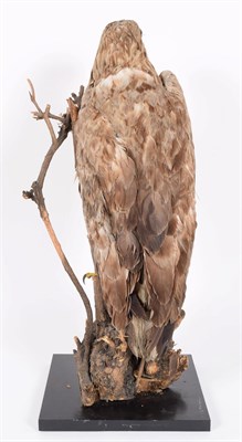 Lot 172 - Taxidermy: A Late Victorian White-Tailed Sea Eagle (Haliaeetus albicilla), a large full mount...