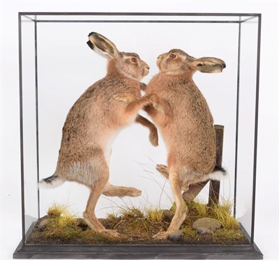 Lot 173 - Taxidermy: A Cased Pair of Boxing March Hare's (Lepus europaeus), modern, by A.J. Armitstead,...