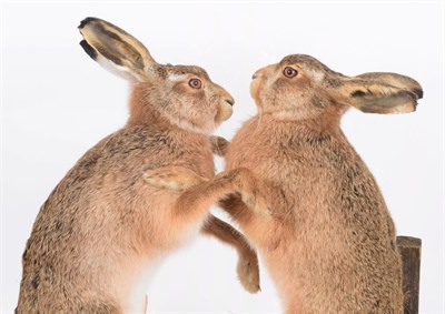 Lot 173 - Taxidermy: A Cased Pair of Boxing March Hare's (Lepus europaeus), modern, by A.J. Armitstead,...