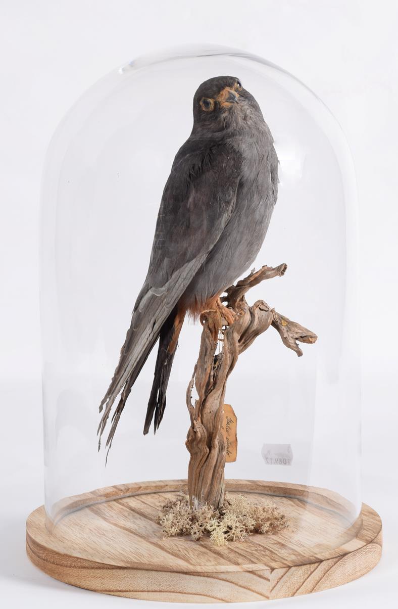 Lot 174 - Taxidermy: Red Footed Falcon (Falco vespertinus), circa early 20th century, a full mount adult...