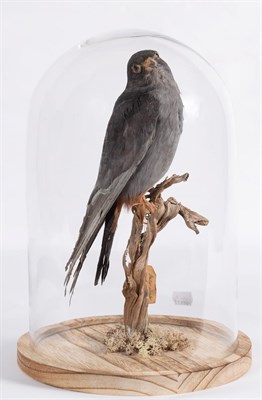 Lot 174 - Taxidermy: Red Footed Falcon (Falco vespertinus), circa early 20th century, a full mount adult...