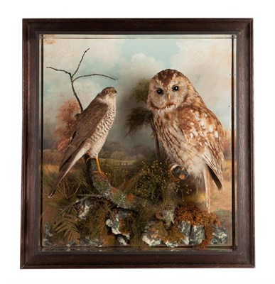 Lot 175 - Taxidermy: A Wall Cased Tawny Owl & Sparrowhawk, circa 1930, by Henry Murray, Naturalist's &...