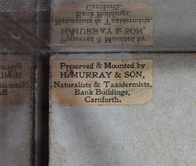 Lot 175 - Taxidermy: A Wall Cased Tawny Owl & Sparrowhawk, circa 1930, by Henry Murray, Naturalist's &...