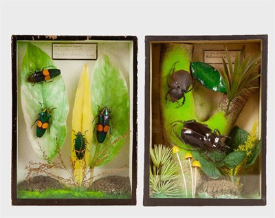 Lot 176 - Entomology: Two Cased Tropical Beetle Diorama's, circa mid-late 20th century, a cased pair of Atlas