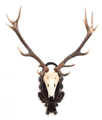 Lot 178 - Antlers/Horns: European Red Deer Antlers (Cervus elaphus), circa late 20th century, a large set...