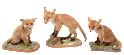 Lot 179 - Taxidermy: A Trio of European Red Fox Cubs (Vulpes vulpes), circa late 20th century, two small...