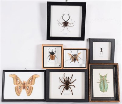 Lot 183 - Entomology: A Collection of Various Insects, modern, comprising - Leaf Insect, Black Velvet...