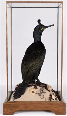 Lot 184 - Taxidermy: A Cased European Shag (Phalacrocorax aristotelis), modern, by award winning...