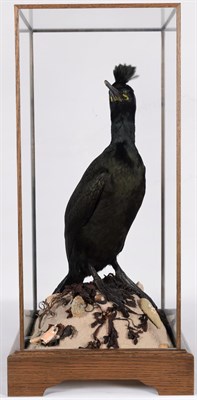 Lot 184 - Taxidermy: A Cased European Shag (Phalacrocorax aristotelis), modern, by award winning...