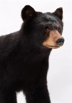 Lot 185 - Taxidermy: North American Black Bear (Ursus americanus), circa 1989, full mount juvenile Black Bear