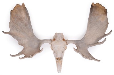 Lot 186 - Antlers/Horns: A Large Set of European Moose Antlers (Alces alces), circa late 20th century, a...
