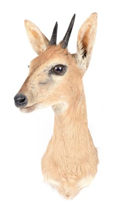 Lot 188 - Taxidermy: Southern Bush Duiker (Sylvicapra grimmia caffra), modern, high quality adult male...