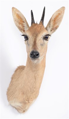 Lot 188 - Taxidermy: Southern Bush Duiker (Sylvicapra grimmia caffra), modern, high quality adult male...