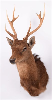 Lot 189 - Taxidermy: Sika Deer (Cervus nippon), modern, adult stag shoulder mount looking straight ahead,...