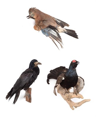 Lot 190 - Taxidermy: A Collection European Birds, circa late 20th century, comprising - a full mount...
