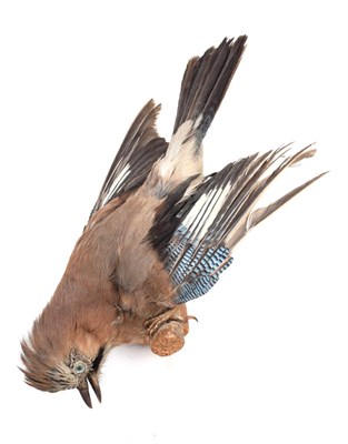 Lot 190 - Taxidermy: A Collection European Birds, circa late 20th century, comprising - a full mount...