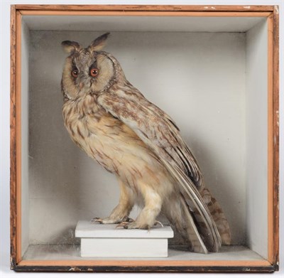 Lot 191 - Taxidermy: A Cased Long-Eared Owl (Asio otus), circa 1880-1900, a full mount adult stood atop a...