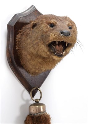 Lot 192 - Taxidermy: European Otter (Lutra lutra), circa 1920-1930, by Henry Murray, Naturalist's &...