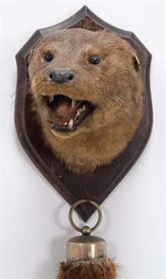 Lot 192 - Taxidermy: European Otter (Lutra lutra), circa 1920-1930, by Henry Murray, Naturalist's &...