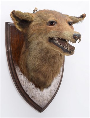 Lot 193 - Taxidermy: European Red Fox (Vulpes vulpes), circa 1920-1930, by E.F. Spicer, Taxidermy, 58 Suffolk
