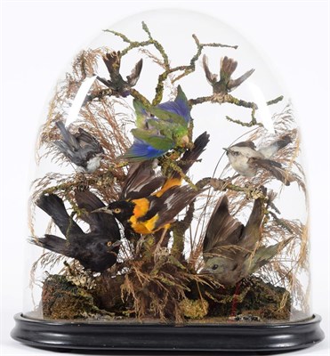 Lot 195 - Taxidermy: A Victorian Diorama of Tropical Birds, circa 1880-1900, a collection of eight...