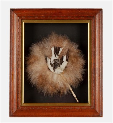 Lot 197 - Taxidermy: A Wall Cased Snow Bunting Diorama (Plectrophenax nivalis), modern, a full mount male...